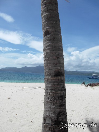 Palm Tree