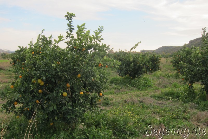 Orange Trees