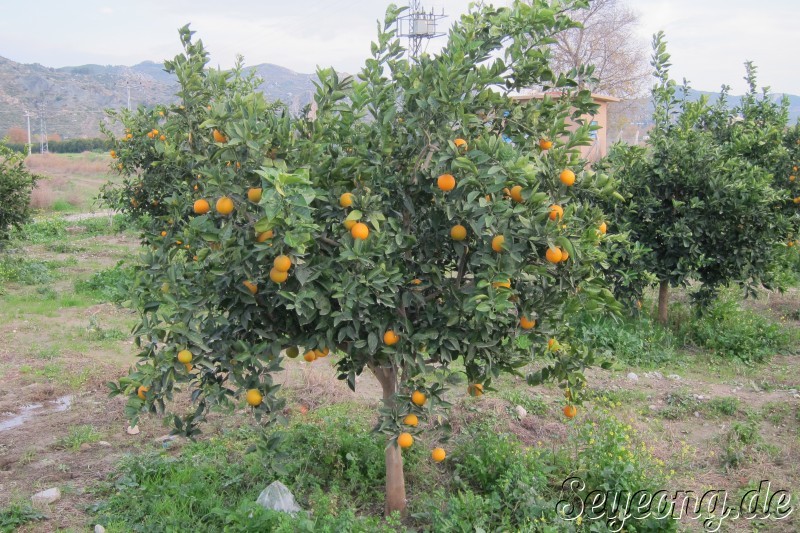 Orange Trees 4