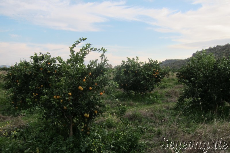 Orange Trees 3