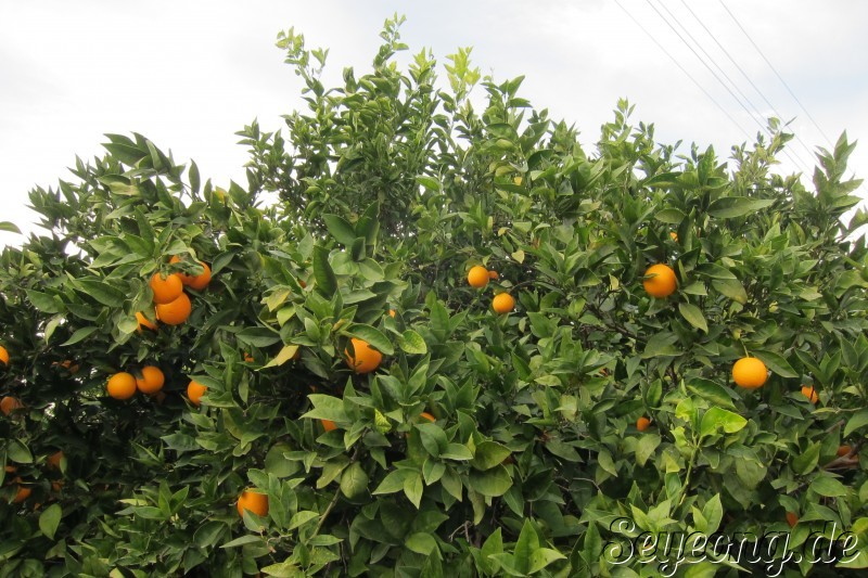 Orange Trees 2