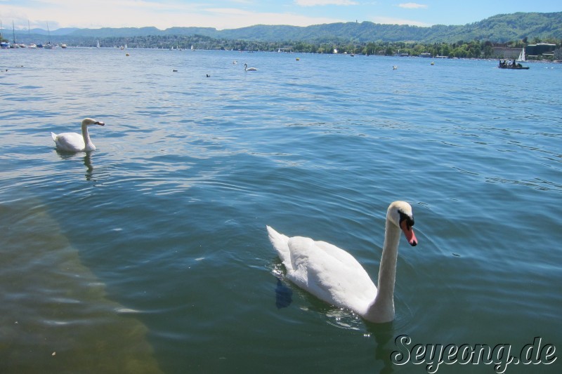 Swans in Zürich Lake