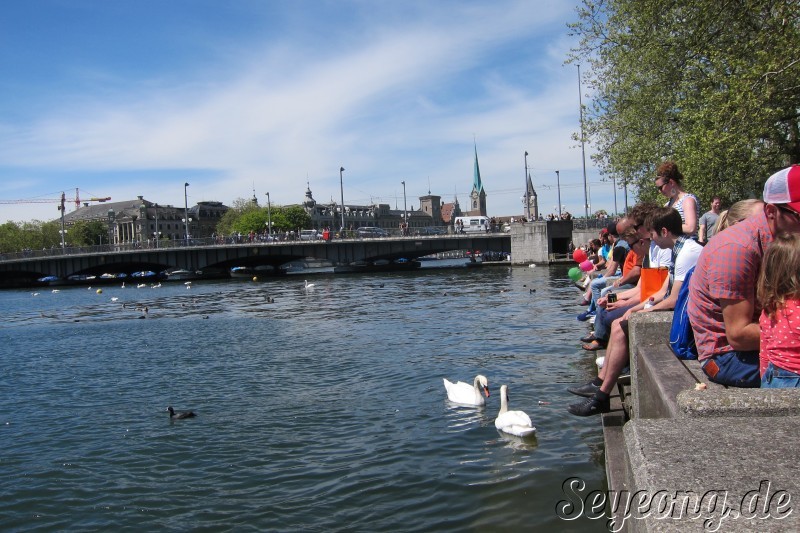 Swans in Zürich Lake 2