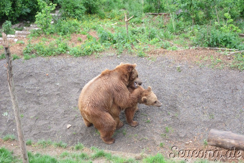 Bears in Bern