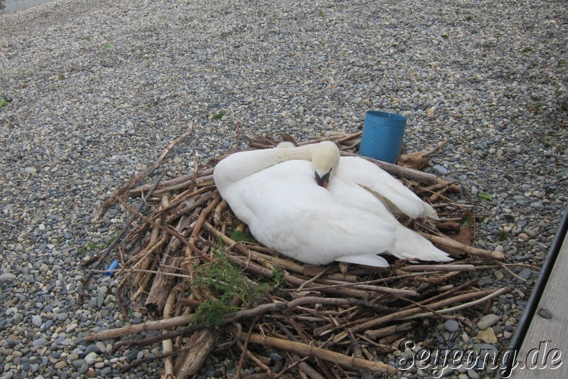 A sleeping Swan