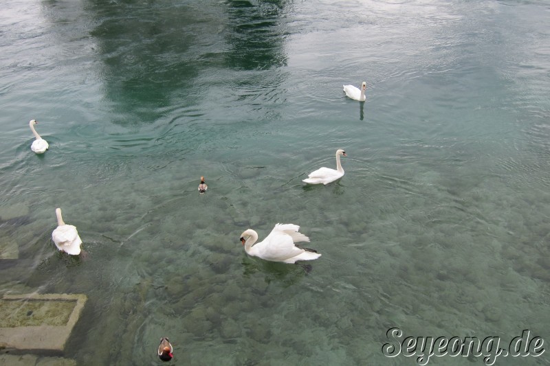 Swans in the Geneve Lake