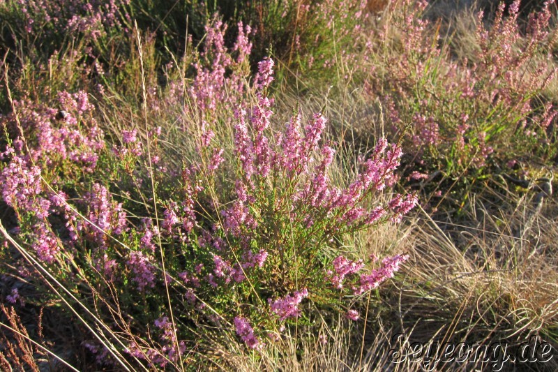 Lueneburg Heide 3