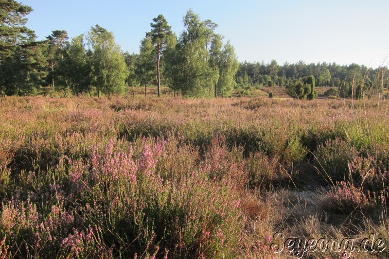 Lueneburg Heide 2