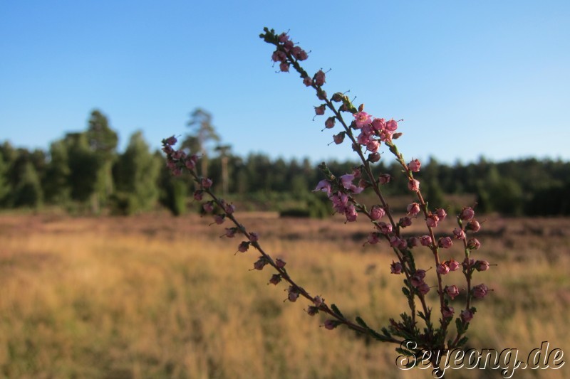 Lueneburg Heide 7