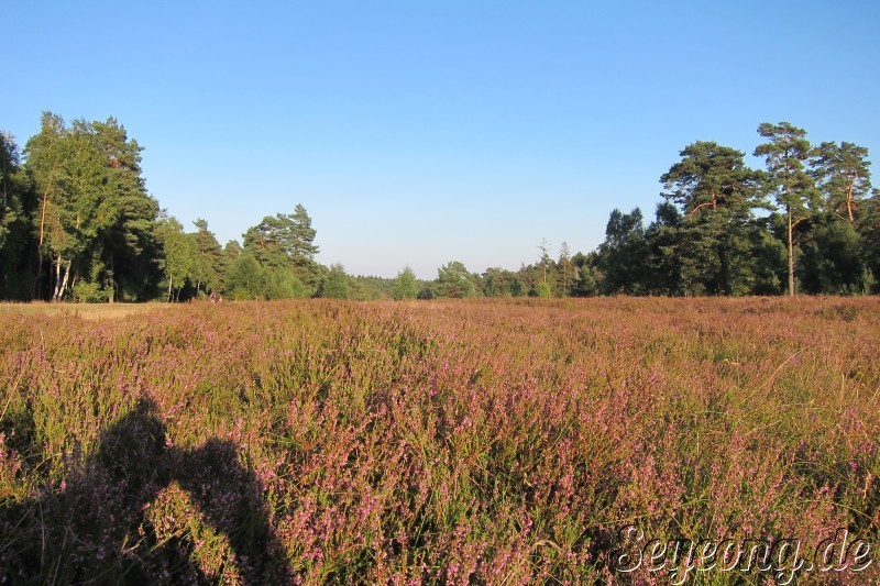 Lueneburg Heide 8