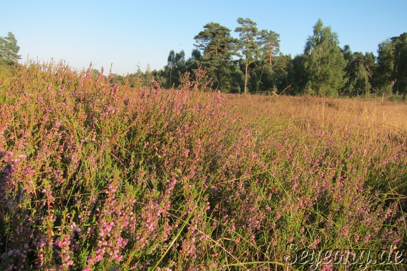 Lueneburg Heide