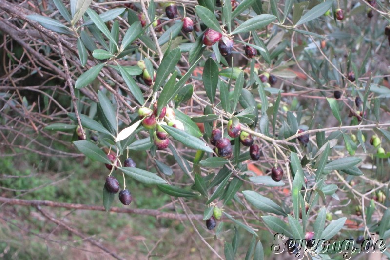 Cinque Terre 16