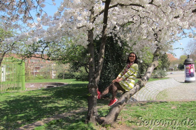 Cherry Blossom in Nuernberg