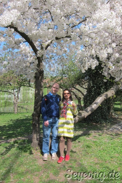 Cherry Blossom in Nuernberg 3