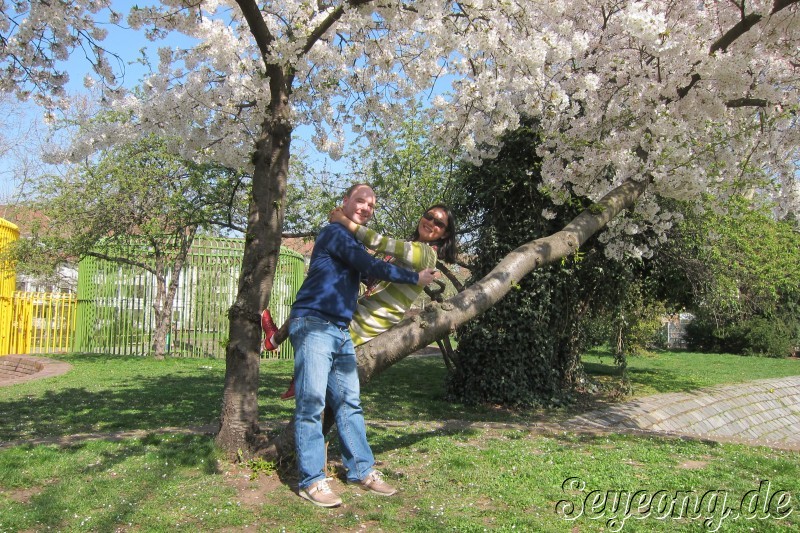 Cherry Blossom in Nuernberg 4