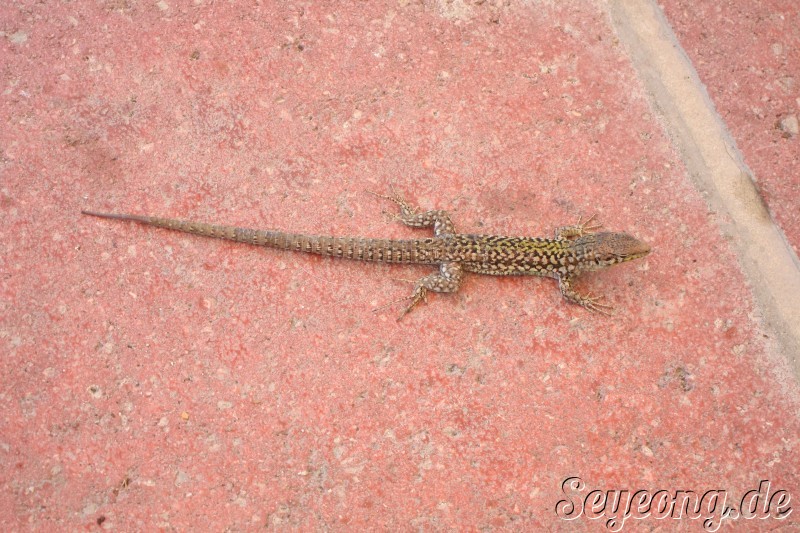 Lizard at Sliema