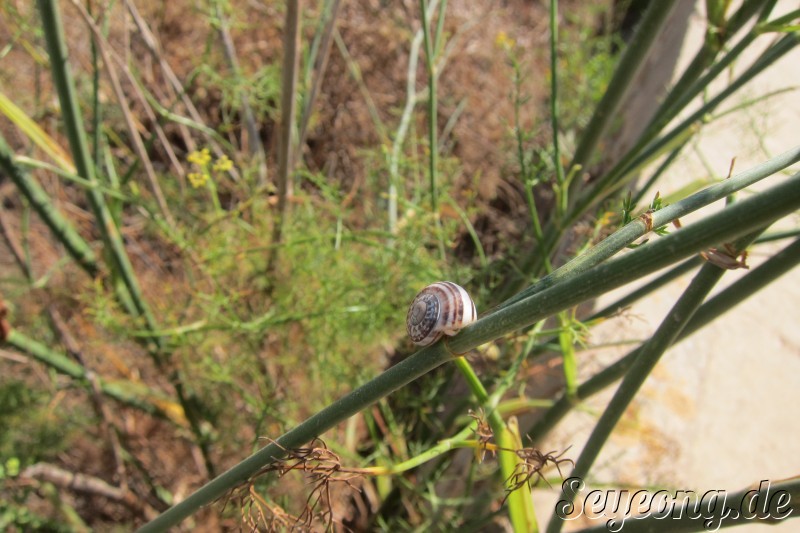 A Snail 2