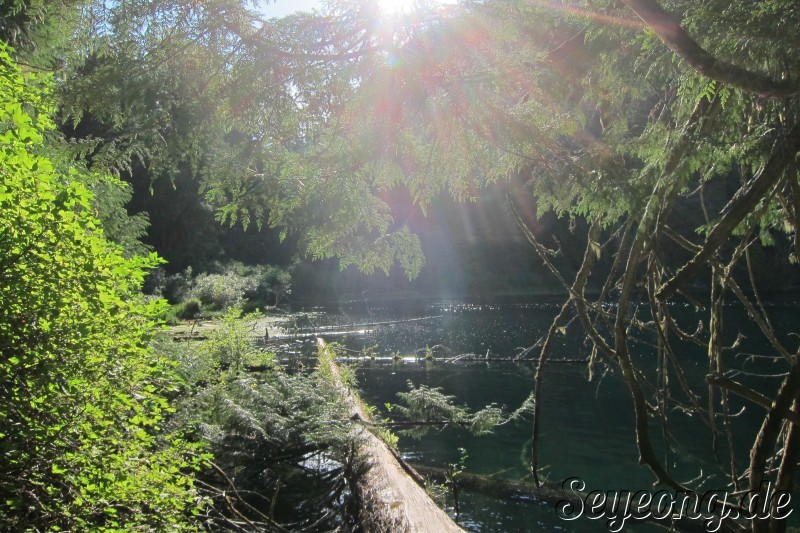 MacMillan Provincial Park 6