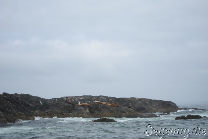 Sea Lions