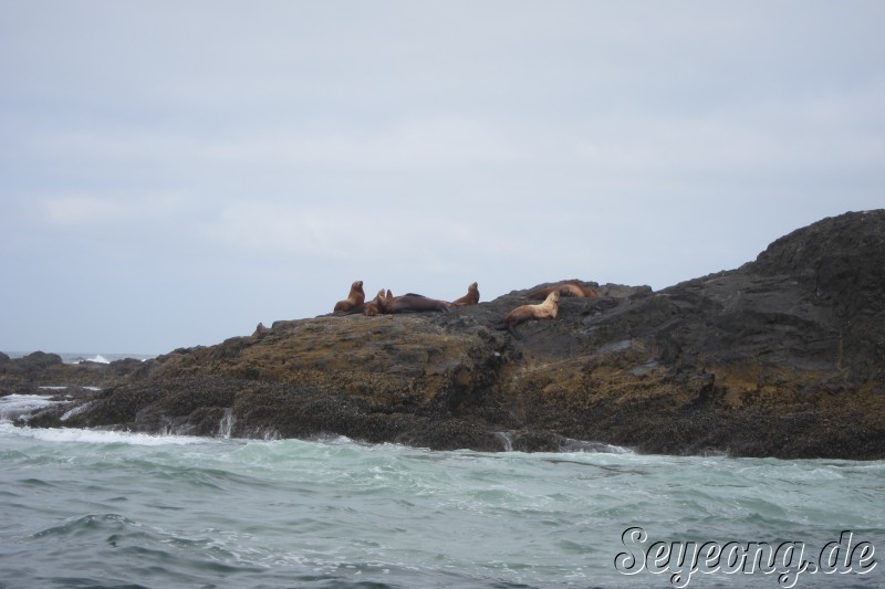 Sea Lions 2