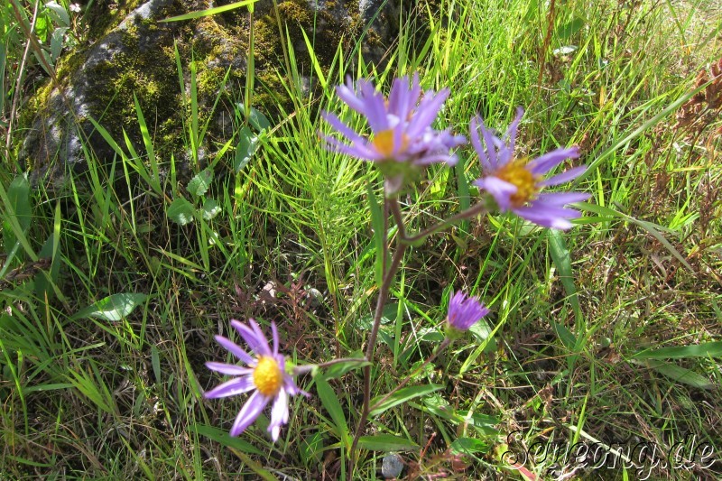 Flowers in Banff National Park 2