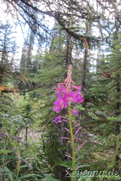 Flowers in Banff National Park 3