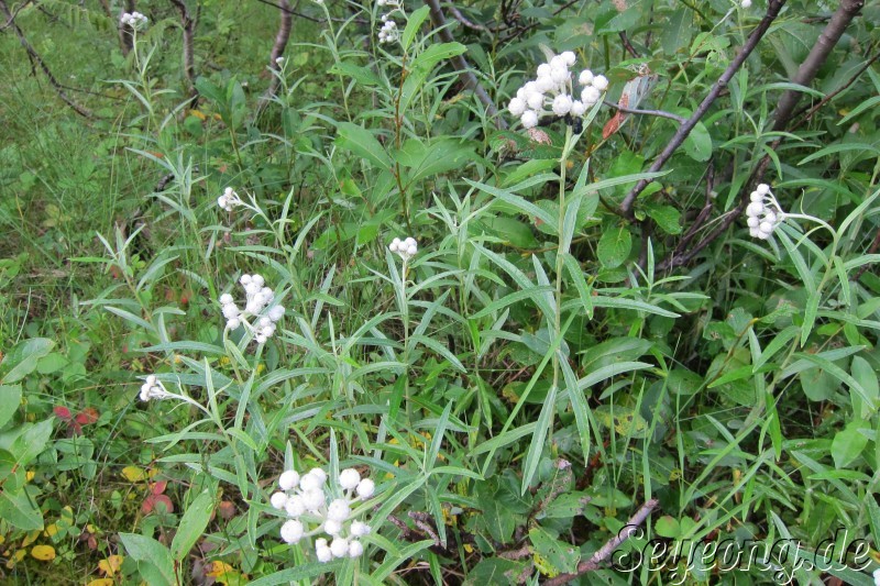 Flowers in Banff National Park